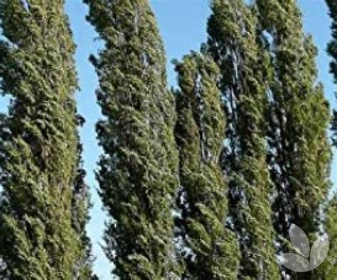 Afbeeldingsresultaten voor Columnar Poplar Tree
