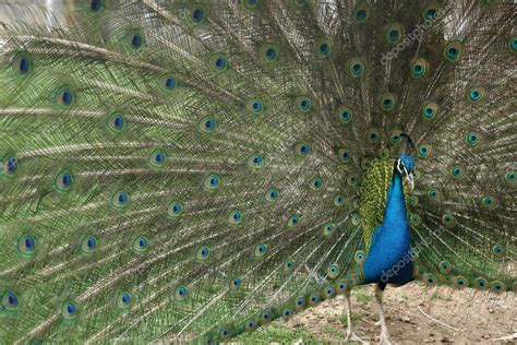 Image result for Peacock Stick Drawing
