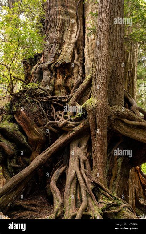Image result for Cedar Tree Root System