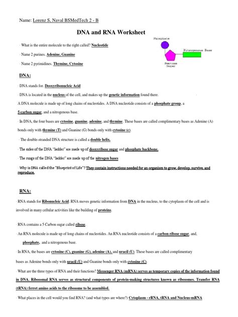 Image result for Nucleic Acids Worksheet Answer Key