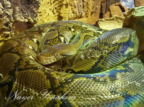 Image result for Reticulated Python Animal