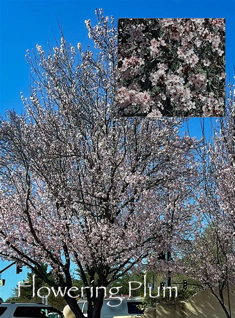 Toradh íomhá ar Flowering Plum Tree Root System