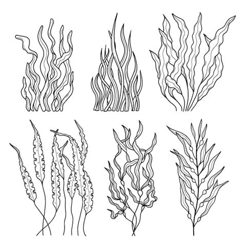 Toradh íomhá ar Coral Reef Outline