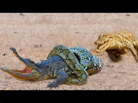 Image result for Python vs Croccodile