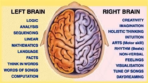 Image result for brain hemisphere differences