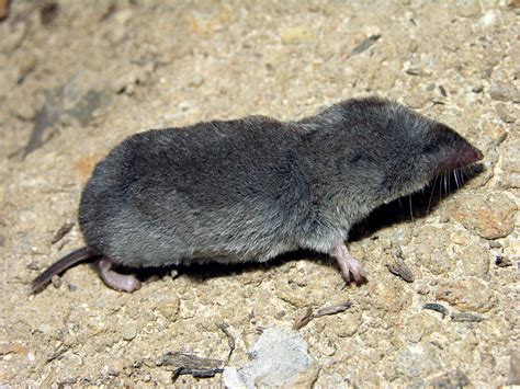 Image result for Shrew Bug