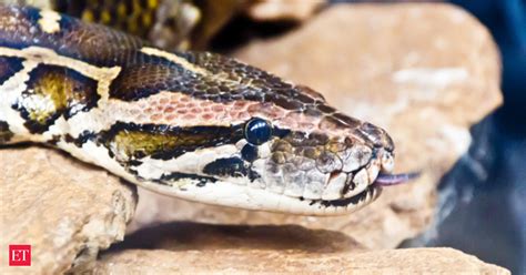 Afbeeldingsresultaten voor 30 Foot Python