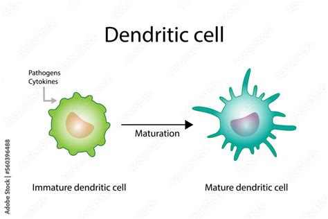 Dendritic Cell Maturation に対する画像結果