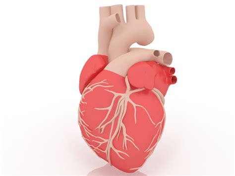 Image result for Free 3D Human Heart
