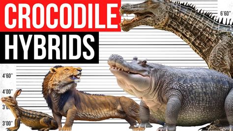 Image result for Alligator Mix Cow