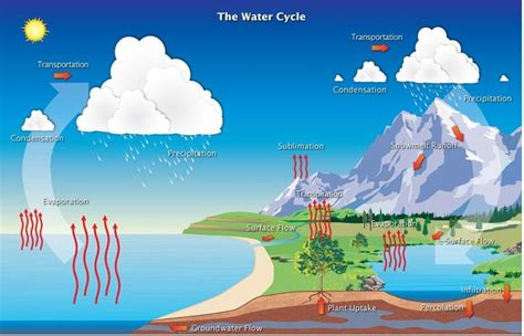 Image result for Transpiration in Water Cycle Examples