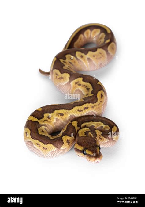 Image result for Ball Python Top View