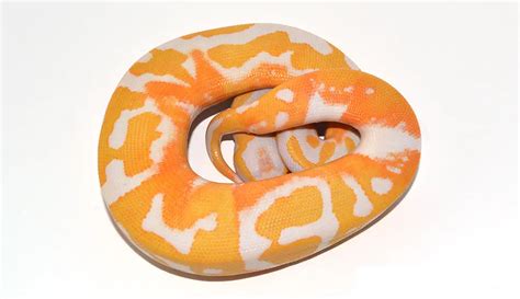 Image result for Emoji Dreamsicle Ball Python