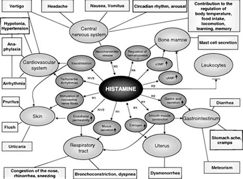 Afbeeldingsresultaten voor Histamine Allergic Reaction