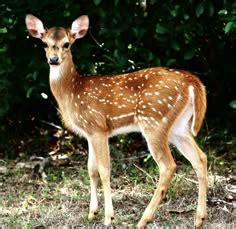 Image result for Fawn Drawing Creepy
