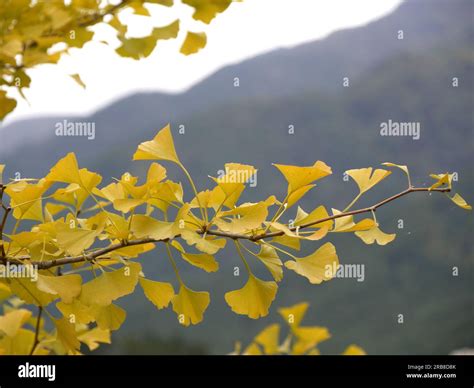 Image result for Ginkgo Tree Fall Color