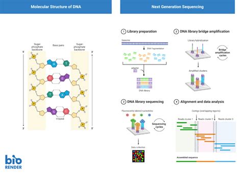 Next Generation Sequencing Library Preparation に対する画像結果