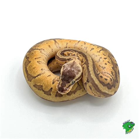 Image result for White Panda Ball Python