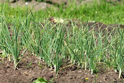 Image result for Growing Garlic From Seed Heads