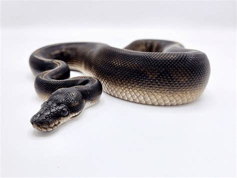Toradh íomhá ar Black Python Regius