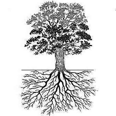 Image result for Water Oak Tree Root System