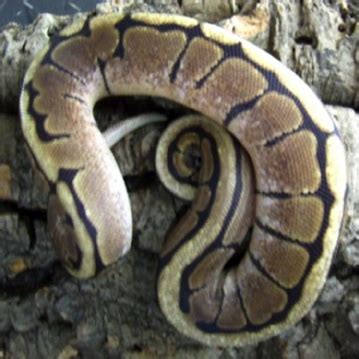 Image result for Ball Python Wild-Type