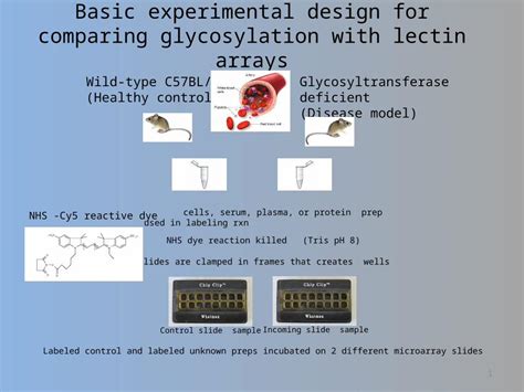 Image result for Cy3 Reaction in Lectin Array