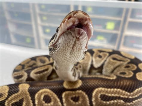 Image result for Sick Ball Python