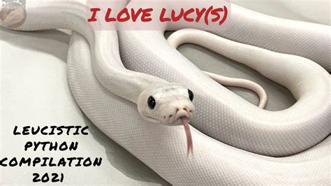Image result for Leucistic Reticulated Python