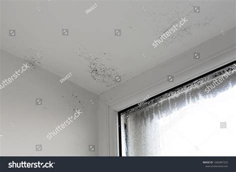 Image result for Damp Over Window