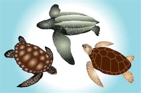 Image result for Vector Graphics Sea Turtle