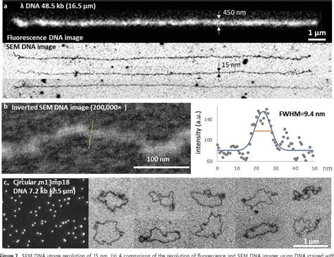 Image result for DAB Electron Microscopy