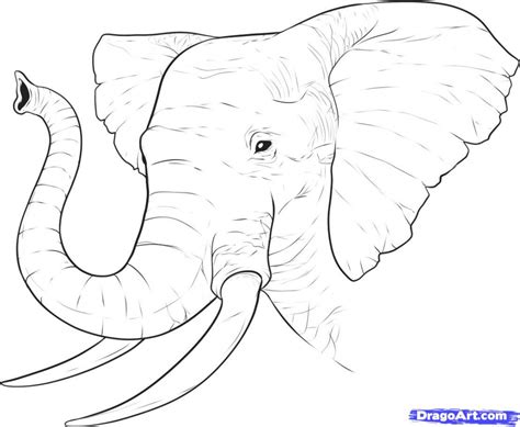 Elephant Face Drawing at GetDrawings | Free download