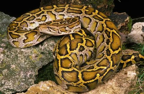 Image result for Types of Harmless Python's