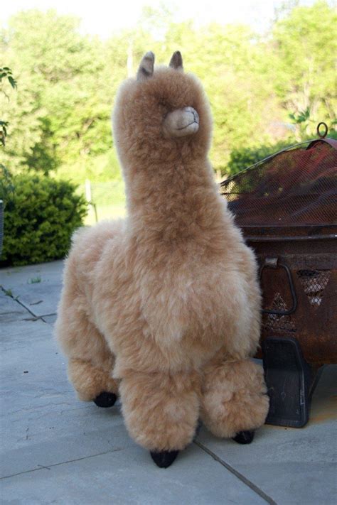 Image result for Super Alpaca