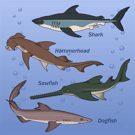 Image result for Different Types of Sharks