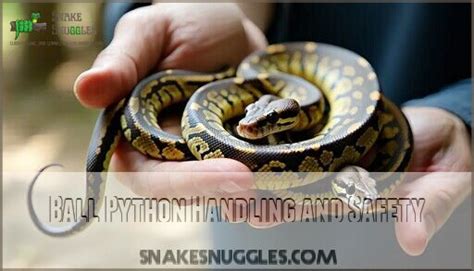 Ball Python Reproduction に対する画像結果