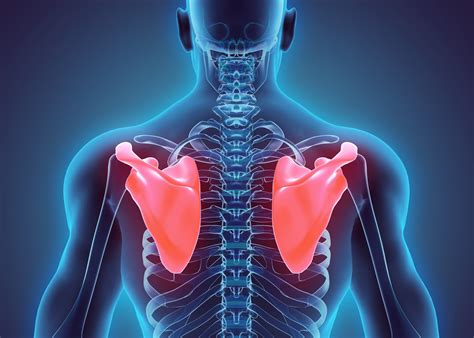 Image result for Scapular Label