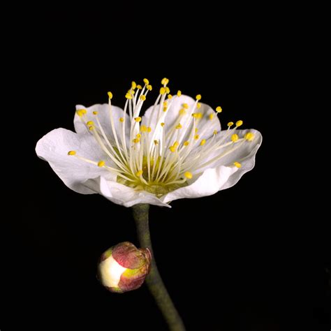 Plum Flower Disection に対する画像結果