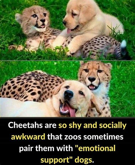 Image result for Most Random Stuff