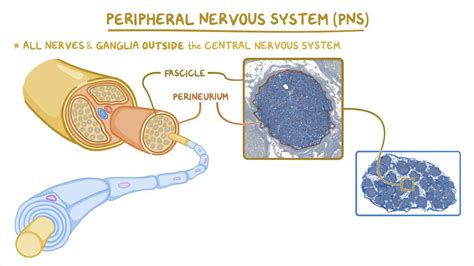 Peripheral Neuron に対する画像結果