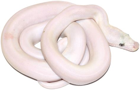 Image result for Golden Child Retic Python
