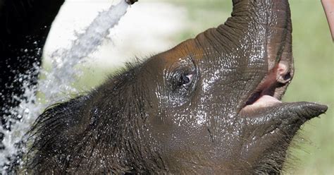 Image result for Circus Guy Who Cleans Poop