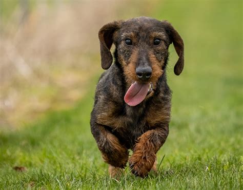Image result for Dachshund