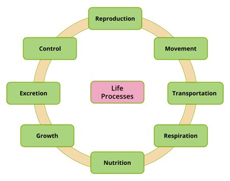 Image result for Concept Map of Chapter Life Processes