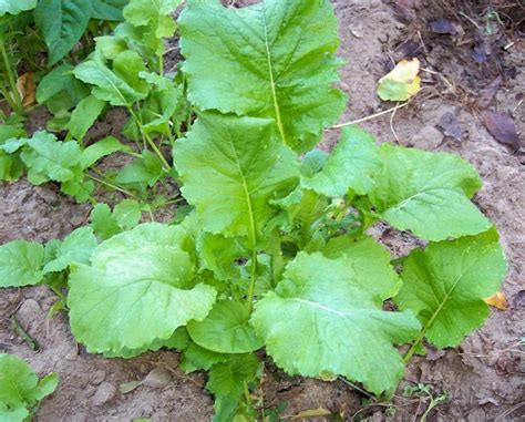 Afbeeldingsresultaten voor Turnip Time