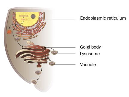Endoplasmic Membrane System に対する画像結果
