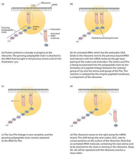 Toradh íomhá ar Protein Biosynthesis