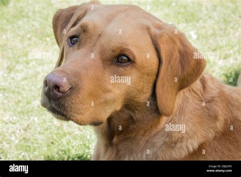 Afbeeldingsresultaten voor Fox Red Labrador Adult Female
