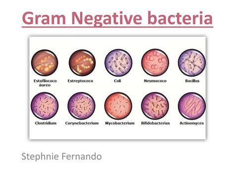Image result for Gram-negative Bacteria PNG